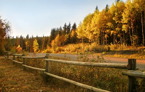 Дорога, осень, лес, забор