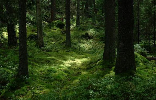 Лес, деревья, природа, мох, Швеция, Sweden