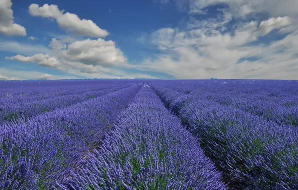 Поле, облака, Франция, France, лаванда, Прованс, Provence