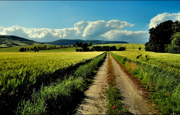 Дорога, лето, деревья, холмы, поля, Italia, Marche, Rocchetta