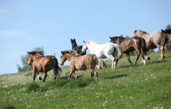 Картинка поле, трава, кони, лошади, табун