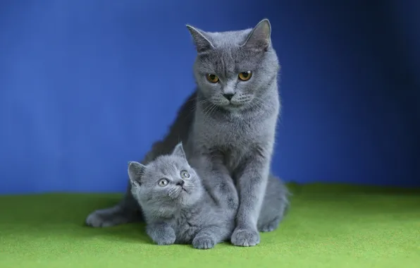 Кошка, кошки, котенок, фон, котёнок, мама, мать, британские