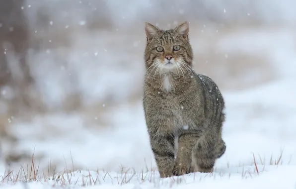 Кошка, взгляд, снег, снежинки, в снегу, Кот, cat, snow
