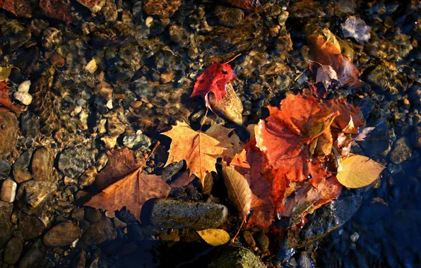 Картинка осень, макро, красные листья вода