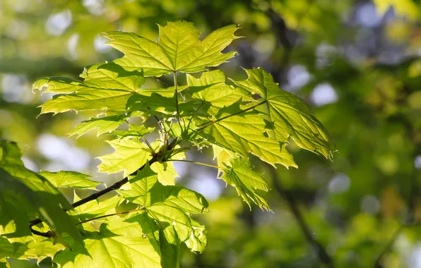 Spring, leaf, twig