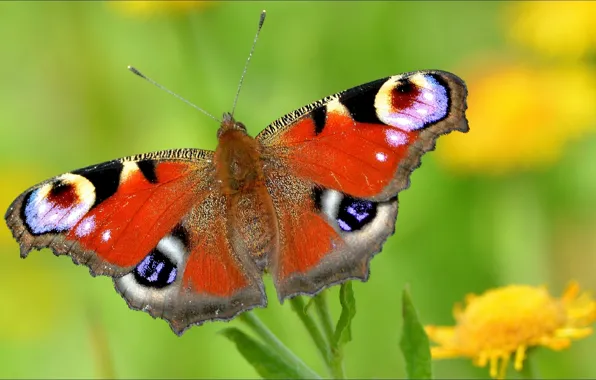 Насекомые, обои, бабочка, nature, wallpapers, fly, animal