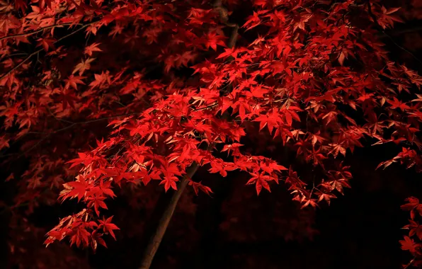 Осень, листья, дерево, клен, багрянец