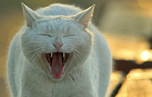 Кот, кошак, зевает, котяра