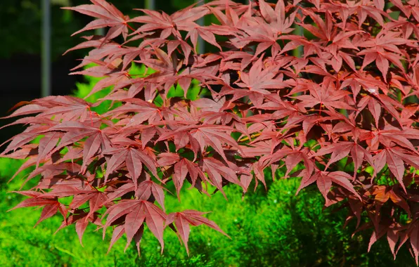 Red, leafs, twigs