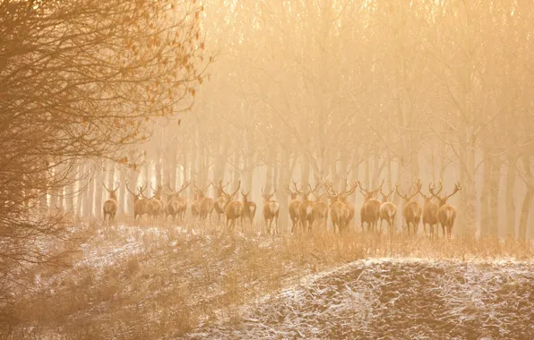 Картинка природа, туман, олени