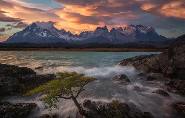 Горы, озеро, дерево, Чили, Chile, Patagonia, Патагония, Lake Pehoe