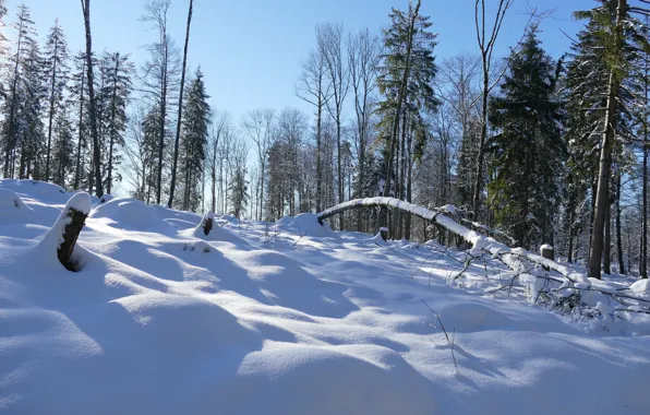 Картинка зима, снег, деревья