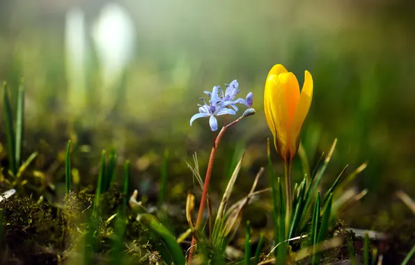 Картинка цветы, природа, весна