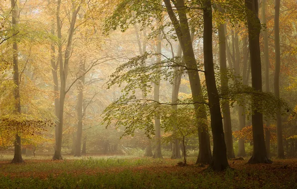 Картинка осень, лес, листья, солнце, деревья, туман, ветви