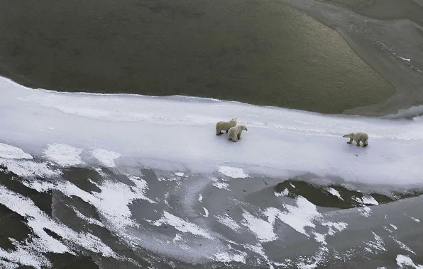 Картинка лед, зима, животные, снег, Канада, белый медведь, Гудзонов залив
