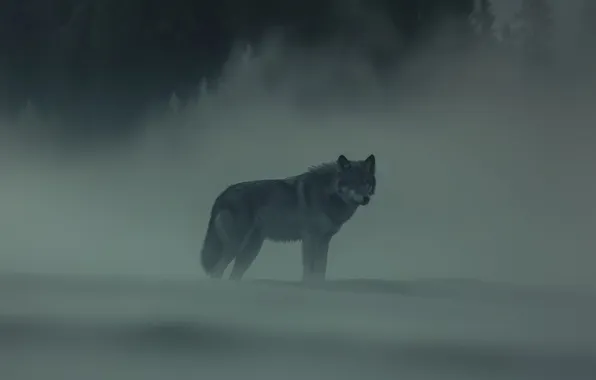 Картинка nature, snow, predator, face, animal, wolf, wildlife, portrait