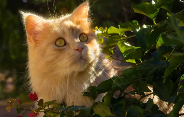 Картинка кошка, взгляд, листья, портрет, мордочка, рыжий кот