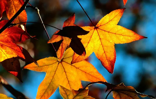 Осень, небо, листья, желтый, листва, клен
