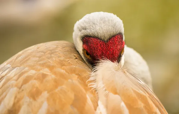 Картинка природа, птица, sandhill crane