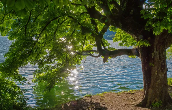 Картинка лето, блики, река, дерево