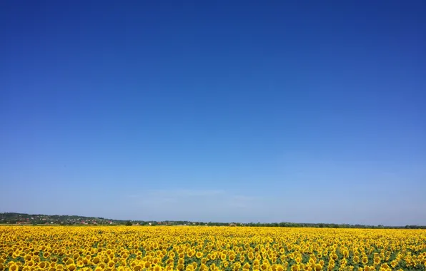 Картинка лето, красота, простор, summer, beauty, blue sky, голубое небо, поле подсолнухов