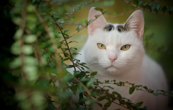Картинка кошка, взгляд, листья, ветки, портрет, мордочка, красавица