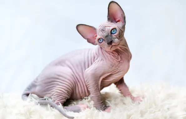 Кошка, поза, котенок, мех, голубые глаза, мордашка, сидит, сфинкс