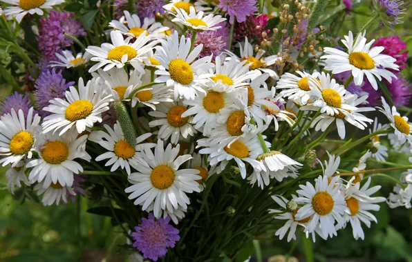 Картинка лето, ромашки, букет, клевер, скабиоза