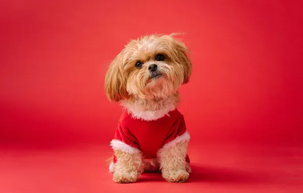 Картинка Red aesthetic, Shih Tzu, Cute dog