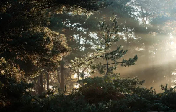 Картинка лес, утро, Suffolk