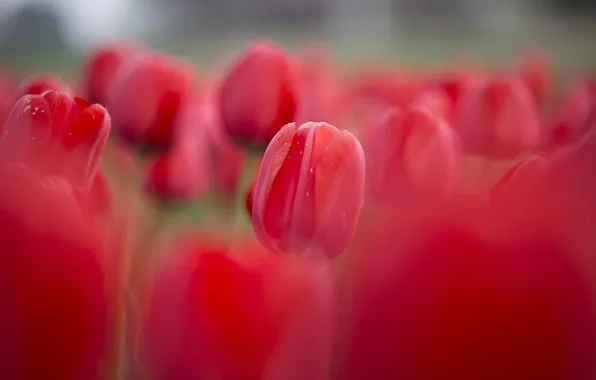 Картинка цветы, весна, тюльпаны, красные, клумба