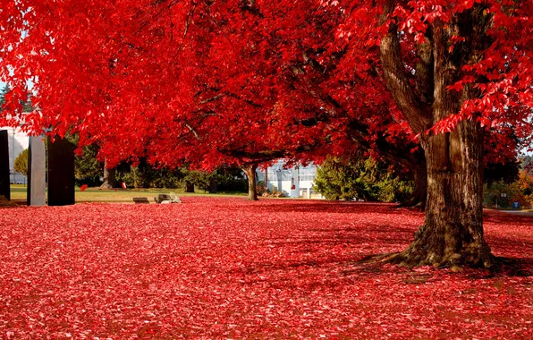 Осень, листья, пейзаж, дерево, красиво, красные