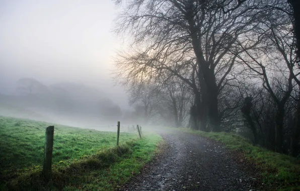 Дорога, природа, туман