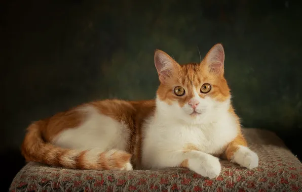 Кошка, кот, взгляд, поза, темный фон, котенок, рыжий, мордочка