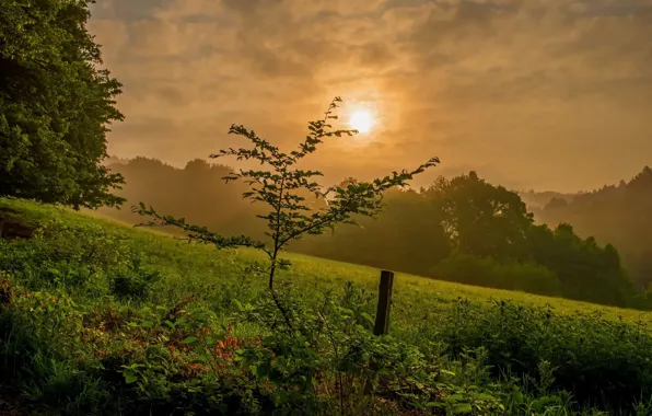 Зелень, пейзаж, природа, красота, утро, деревце