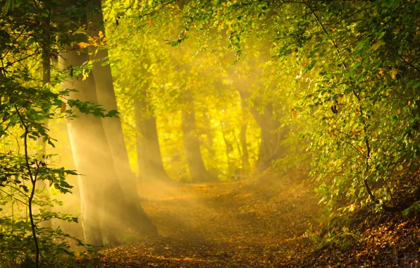 Картинка лес, солнце, лучи, деревья, природа, яркий свет, листва, утро