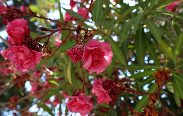 Дерево, Листья, Tree, Leaves, Олеандр, Oleander, Цветущее растение, Flowering plant