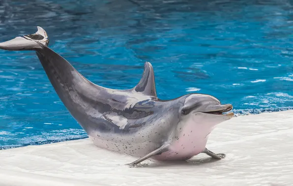 Картинка Dolphin, sea, water, fauna