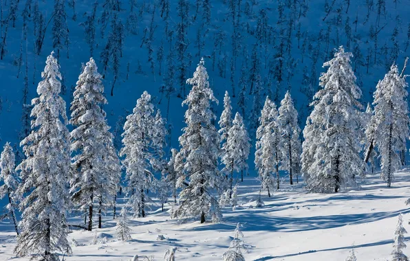 Картинка снег, деревья, горы, природа