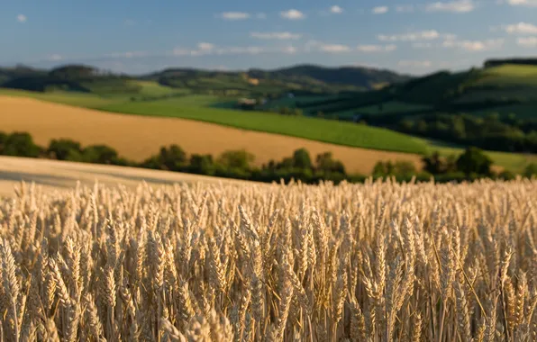 Картинка пшеница, поле, небо, природа, поля
