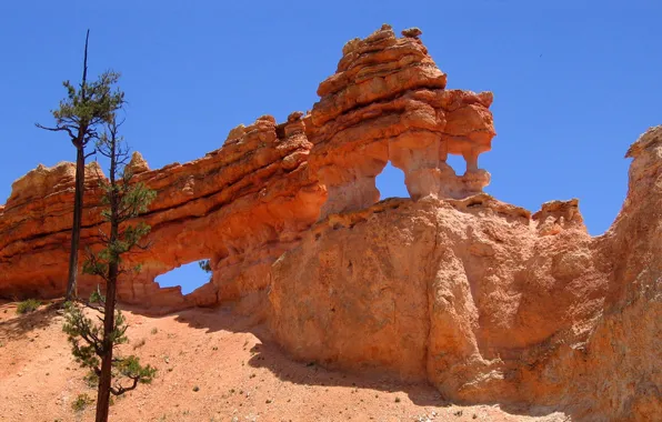 Небо, дерево, скалы, Юта, США, bryce canyon