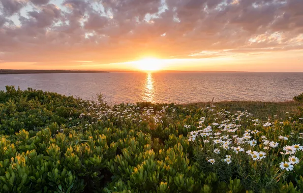 Картинка закат, цветы, океан, побережье, ромашки, Канада, Canada, Nova Scotia