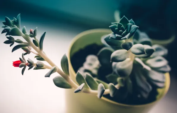Цветы, green, red, love, flower, 1920 x 1080