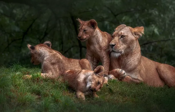 Картинка поляна, малыши, львы, львята, львица, мама, львенок, львёнок