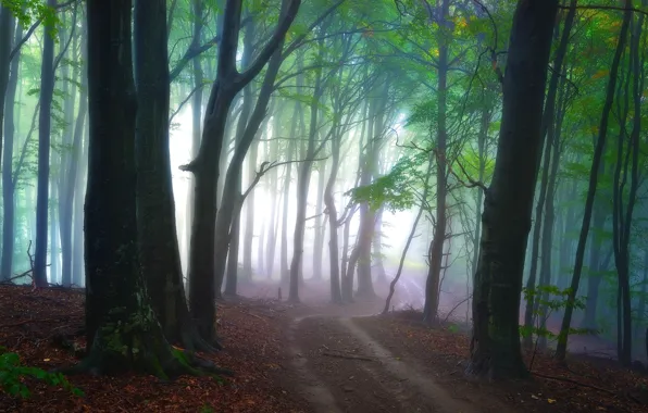 Картинка дорога, лес, свет, деревья, природа, туман, утро
