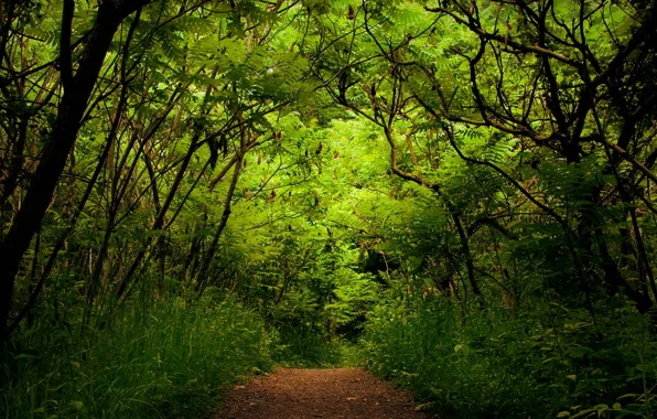 Зелень, лес, природа, растения