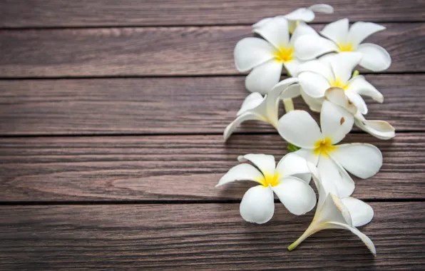 Цветы, white, wood, flowers, плюмерия, plumeria