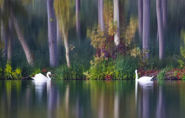 Картинка осень, птицы, озеро, парочка, лебеди