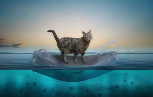 Кошка, небо, кот, вода, серый, маска, водоем, табби