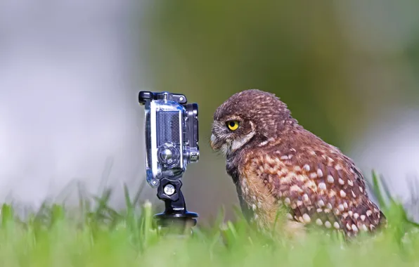 Птица, ситуация, фотокамера, кроличий сыч